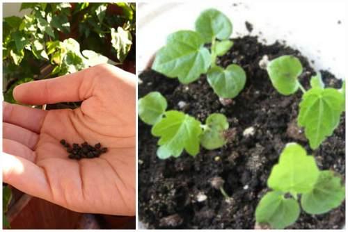 Абутилон: виды растения, правила выращивания и ухода