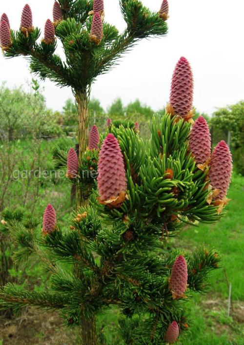 Ель с голубыми шишками. Ели с цветными шишками