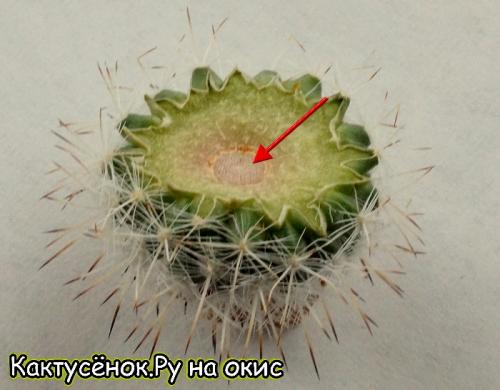 Кактус гниет сверху. Как спасти загнивший кактус?