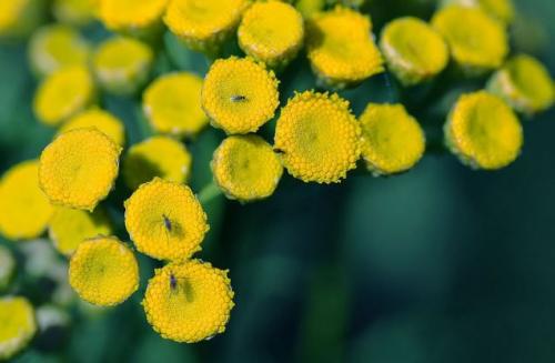 Пижма рисунок. Пижма обыкновенная — лечебные свойства и противопоказания, фото