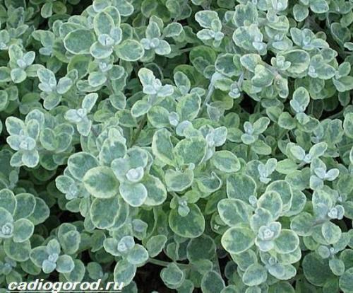 Гелихризум розовый фарфор. Гелихризум цветок. Выращивание гелихризума. Уход за гелихризумом