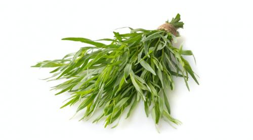 Чабер розмарин. Как правильно использовать пряные травы