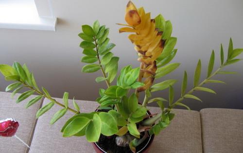 Замиокулькас сохнут кончики листьев. Почему желтеют листья у замиокулькаса