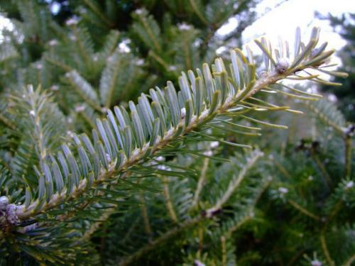 Ель корейская накаи. Загадочная корейская ель: посадка и уход