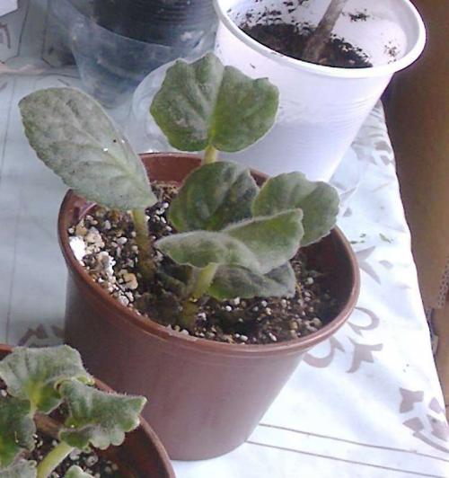 Почему у фиалок твердеют листья. Листья сенполии информируют о проблеме