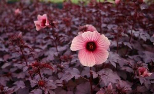 Гибискус кленолистный Махагон выращивание из семян. Уход за гибискусом краснолистным