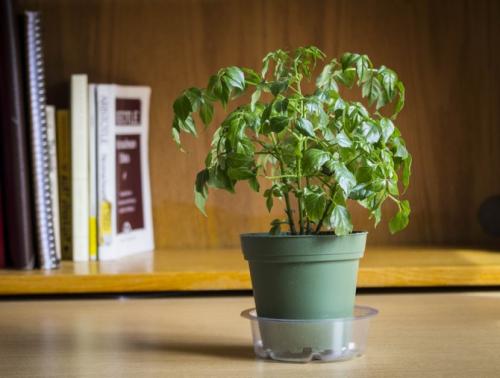 Радермахера синика. Радермахера