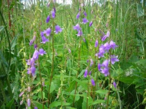 Колокольчик рапунцелевидный