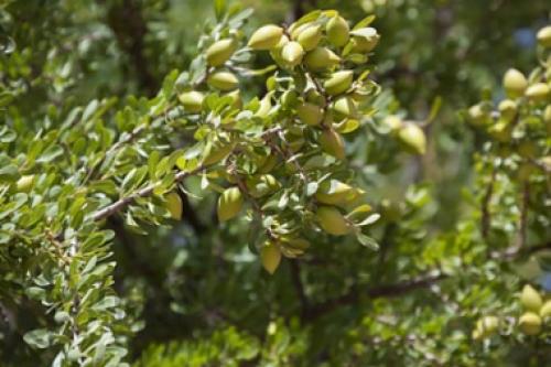 Марокко аргановые деревья. Аргановое дерево (Argania spinosa L.)