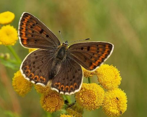 Пижма рисунок. Пижма обыкновенная — лечебные свойства и противопоказания, фото