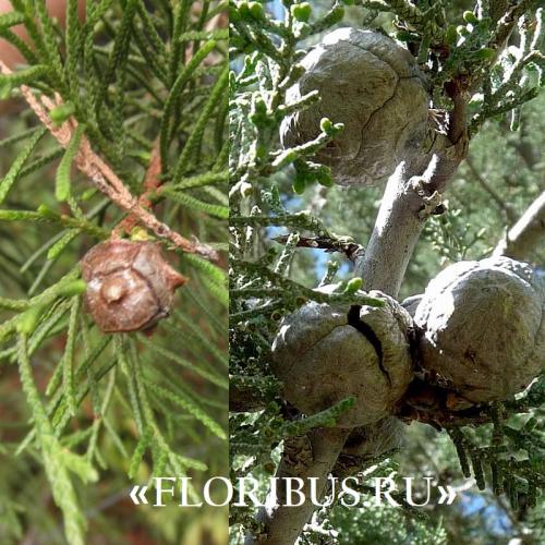 Кипарис Голдкрест Вилма в открытом грунте. Купрессус голд вилма, голдкрест и микрокарпа