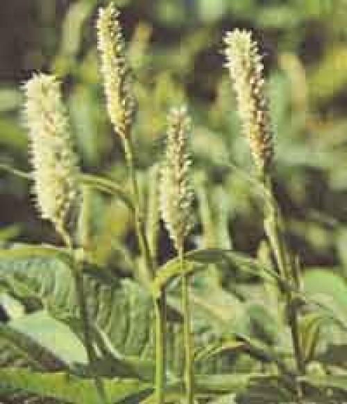 Горец змеиный латинское название. Горец змеиный