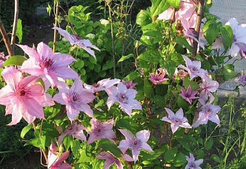 Клематис княжик. Декоративное и лечебное растение в вашем саду — княжик