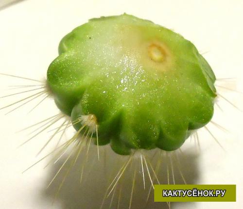 Кактус гниет сверху. Как спасти загнивший кактус?