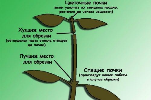 Абутилон: виды растения, правила выращивания и ухода