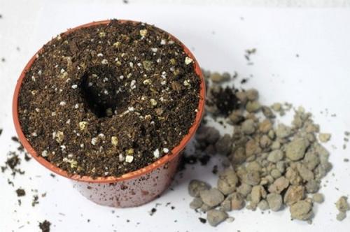 Почему у фиалки растут мелкие листья. Неподходящая почвенная смесь