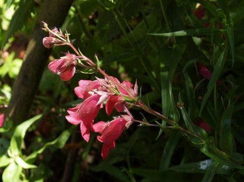 Пенстемон Хаскер Ред описание. Ботаническое описание