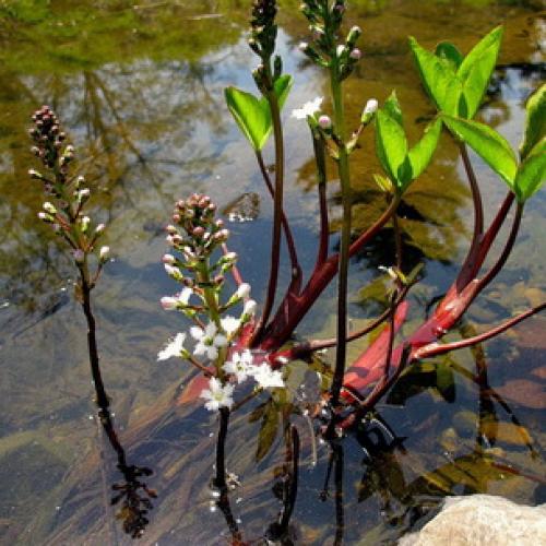 Вахта трехлистная выращивание. Ботаническая характеристика растения вахта трехлистная