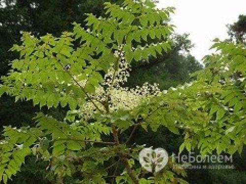 Аралия маньчжурская химический состав. Аралия маньчжурская