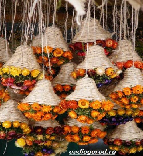 Гелихризум розовый фарфор. Гелихризум цветок. Выращивание гелихризума. Уход за гелихризумом