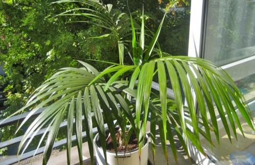 Ховея Форстера. Необходимые условия для выращивания