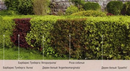 Живая изгородь посадка и уход. Виды живых изгородей и растения для них