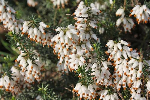 Эрика вереск Посадка и уход в. Растение эрика: посадка и уход в мельчайших подробностях