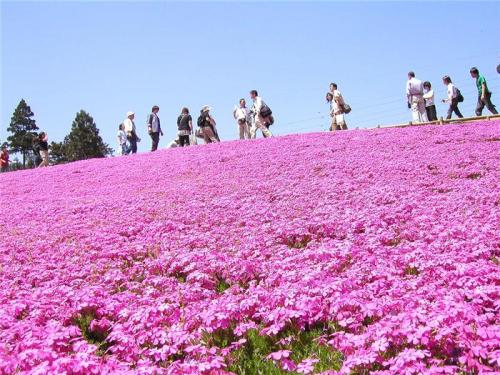 На, каком расстоянии сажают флоксы друг от друга. Все о правилах посадки и подготовке к ней