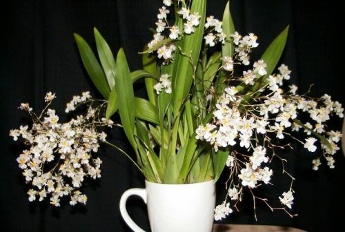 Онцидиум Свит Шугар уход в домашних условиях. Уход за онцидиумом в домашних условиях