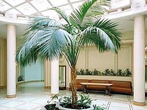 Ховея и хамедорея. Ховея — изысканная пальма для стильного дома