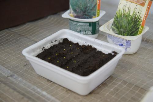 Ожика снежно-белая ЛЮЦИУС. Посев декоративных злаков (Ситник, Ожика, Булавоносец)