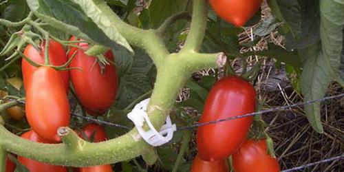 Лучшие гибриды томатов для открытого грунта. Индетерминантные и полудетерминантные томаты: что это такое и лучшие сорта