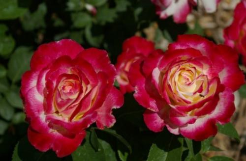 Роза бью монде уход. Как ухаживать за розой микс мини