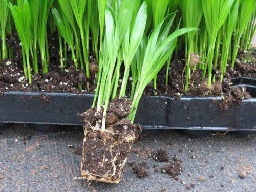 Хризалидокарпус