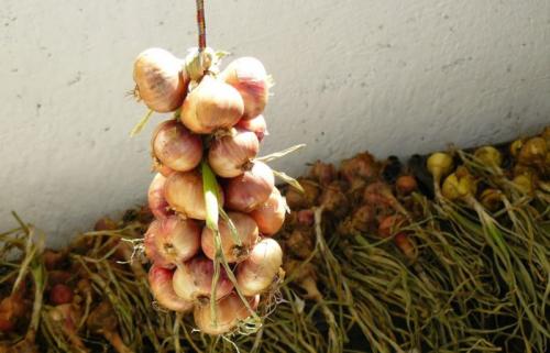 Обработка лука после уборки. Лучшее для лука — правильно сушим после уборки и тщательно готовим к долгому зимнему хранению выкопанный урожай