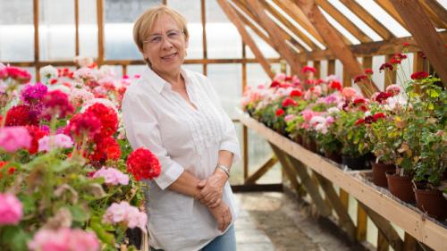 Питомники пеларгоний. От бабушкиной герани до коллекции пеларгоний.