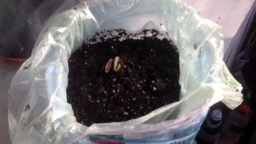 Посадка Ито пиона осенью. Пион Ито гибрид Бартзелла: посадка и уход