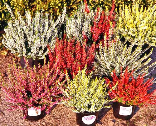 Вереск беоли кримсон. Посадка и уход за вереском на приусадебном участке