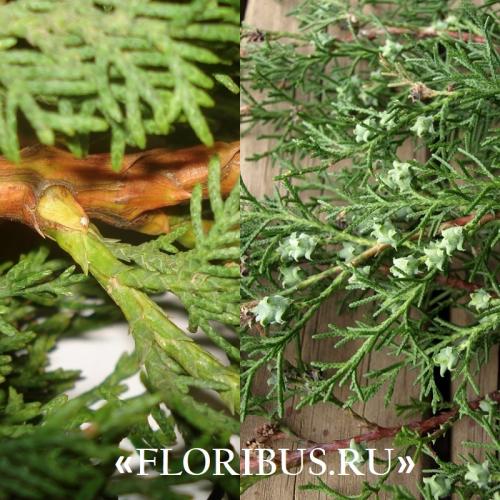 Кипарис Голдкрест Вилма в открытом грунте. Купрессус голд вилма, голдкрест и микрокарпа