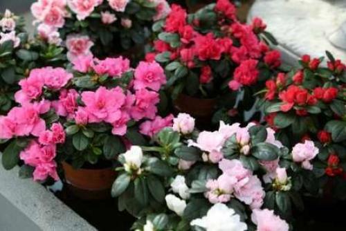 Комнатные цветы — иллюстрированные названия популярных разновидностей