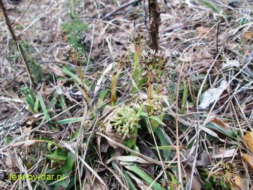 Ожика волосистая. Описание и фото