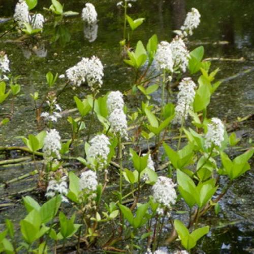 Вахта трехлистная выращивание. Ботаническая характеристика растения вахта трехлистная