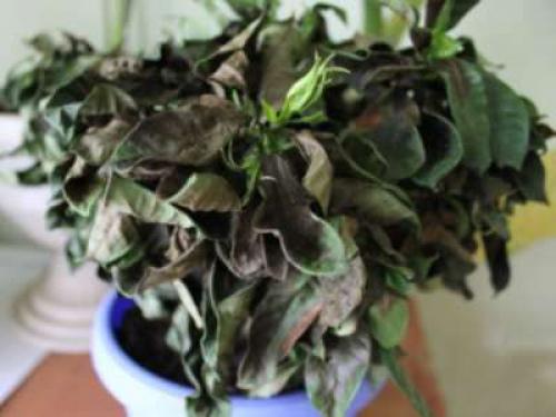 Почему чернеют листья у фикуса. Почернение