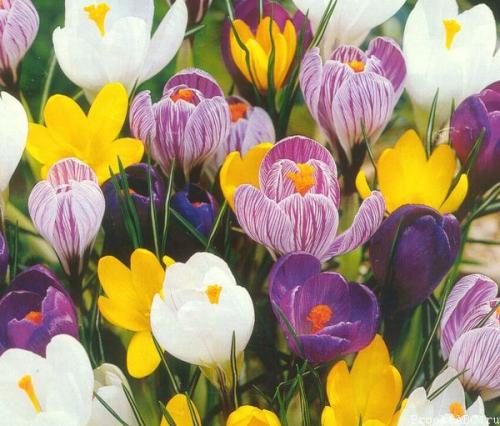 Как вырастить крокусы из семян дома. Крокусы - посадка и уход