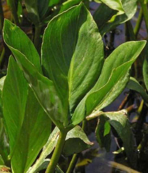 Вахта трехлистная польза и вред. Вахта трехлистная: описание, полезные свойства, применение, показания и противопоказания