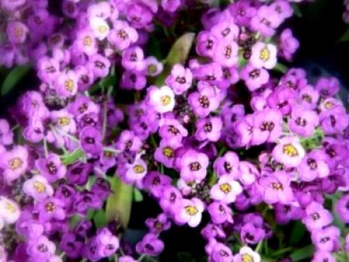 Лобулярия морская. Сорта и виды