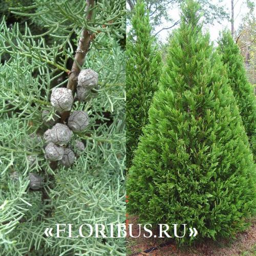 Кипарис Голдкрест Вилма в открытом грунте. Купрессус голд вилма, голдкрест и микрокарпа