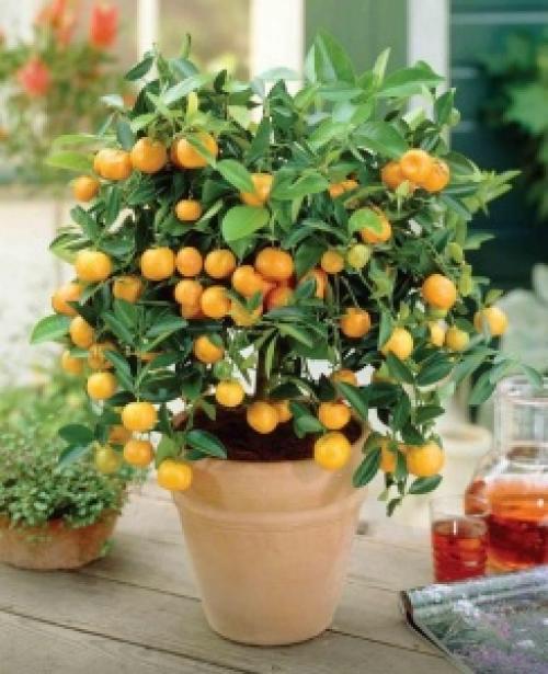 Каламондин желтеют листья. Главное меню