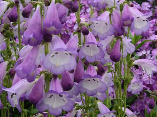 Пенстемон Хаскер Ред описание. Ботаническое описание