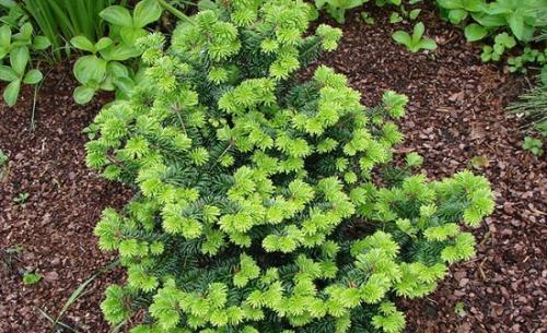 Abies koreana. Агротехника выращивания и лучшие сорта пихты корейской